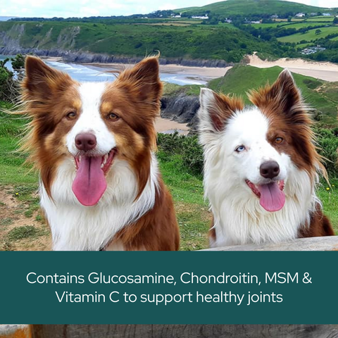 Glucosamine & Chondroitin for Dogs – Joint Health & Support 90 Capsules